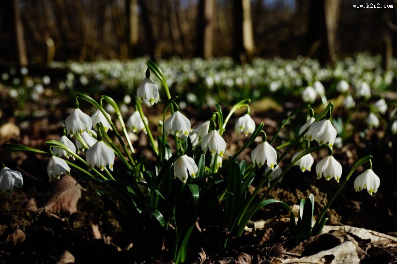 洁白的夏雪片莲图片大全