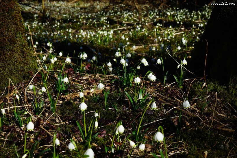 洁白的夏雪片莲图片大全