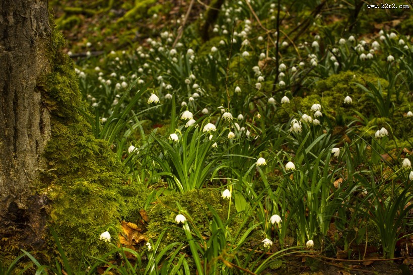 洁白的夏雪片莲图片大全