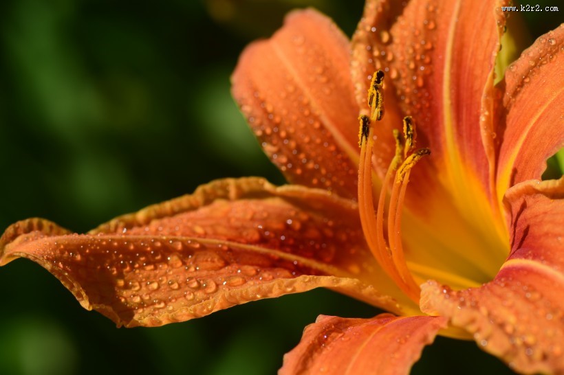 萱草花特写图片