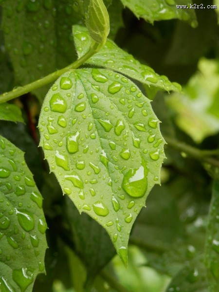 绿叶上的水珠图片