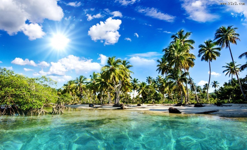 海边的椰子树图片