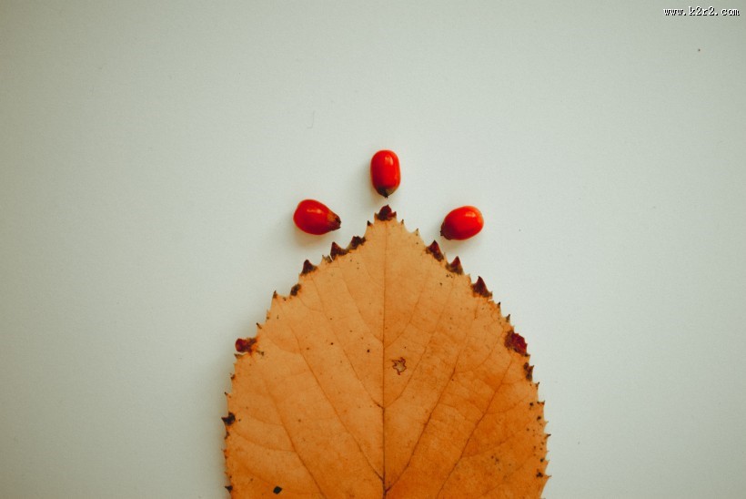 泛黄的树叶图片