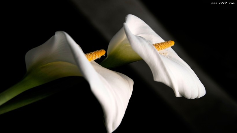 白色马蹄莲图片