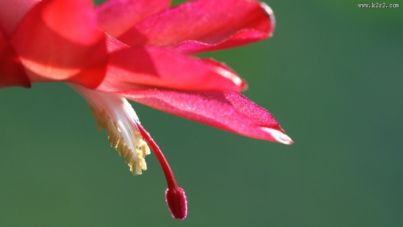 蟹爪兰花卉图片