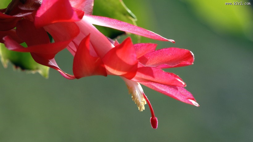 蟹爪兰花卉图片