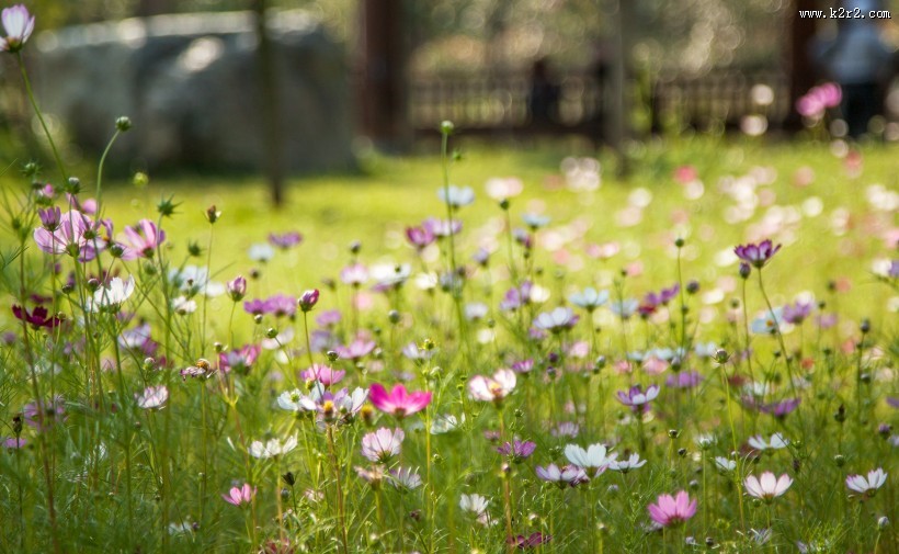 完美的小清新格桑花图片
