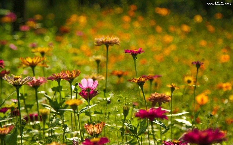 完美的小清新格桑花图片
