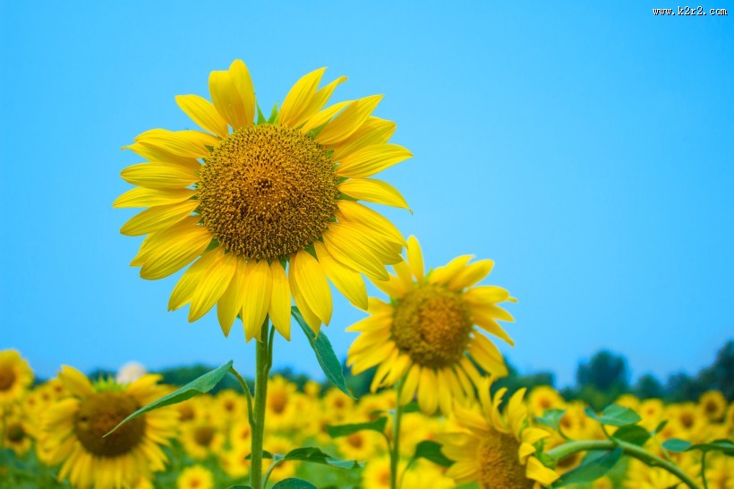 金色的向日葵花海图片