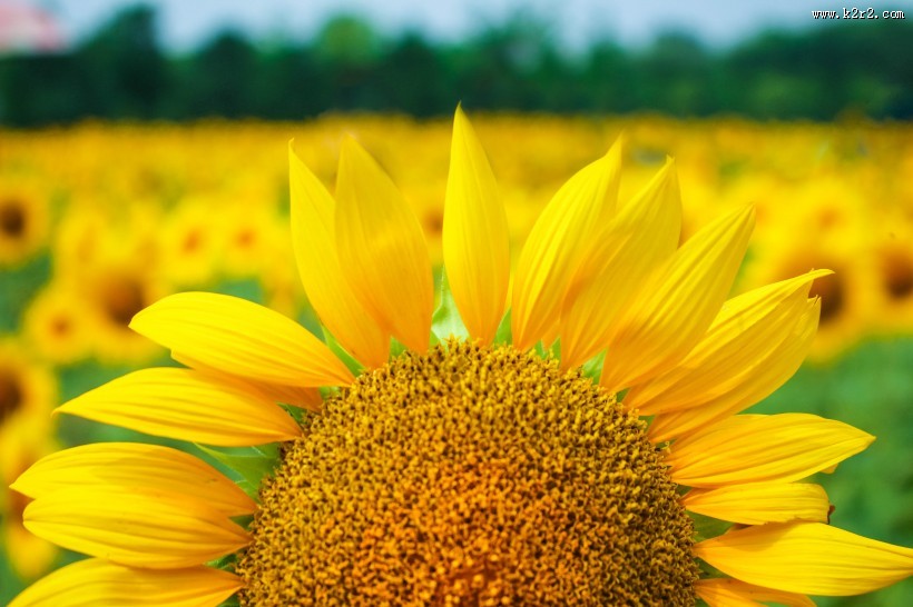 金色的向日葵花海图片