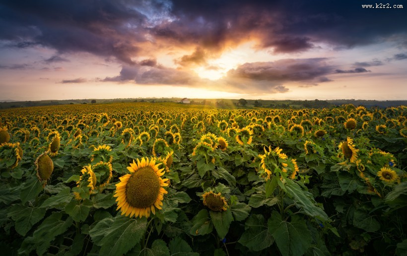 金色的向日葵花海图片