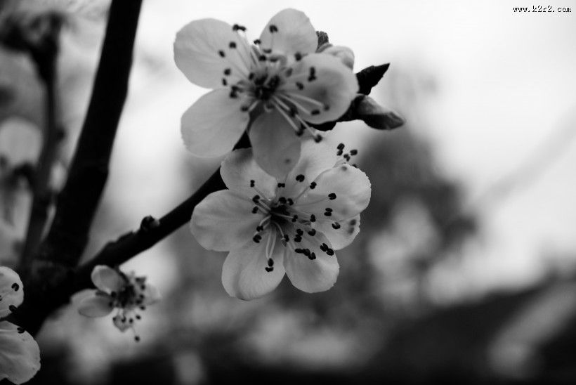 美丽的白色梅花图片