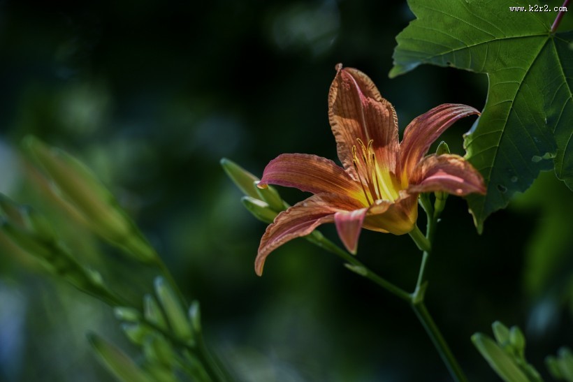 清雅的萱草花图片