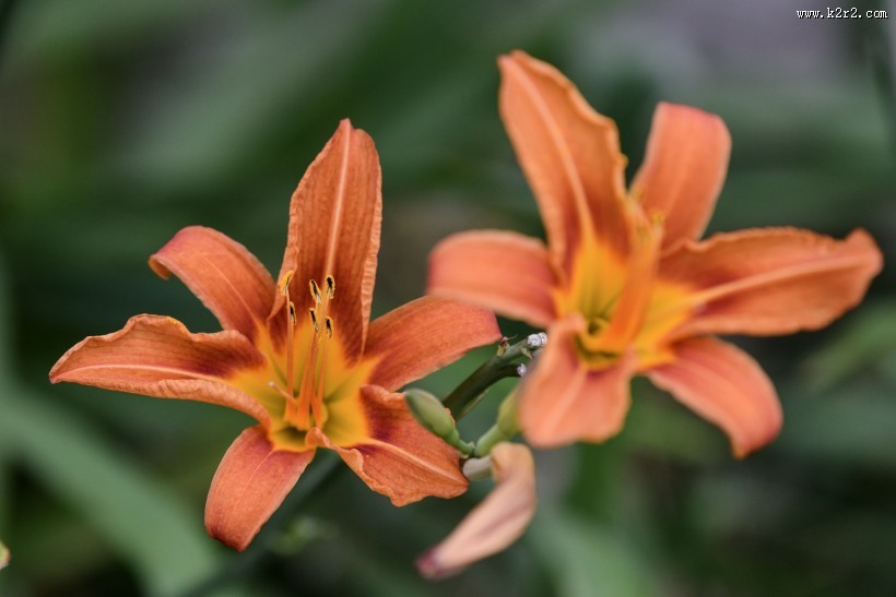 清雅的萱草花图片