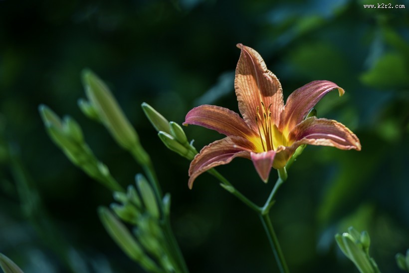 清雅的萱草花图片
