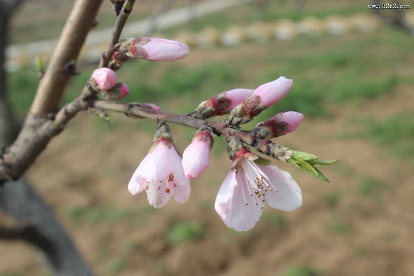 粉色的桃花图片