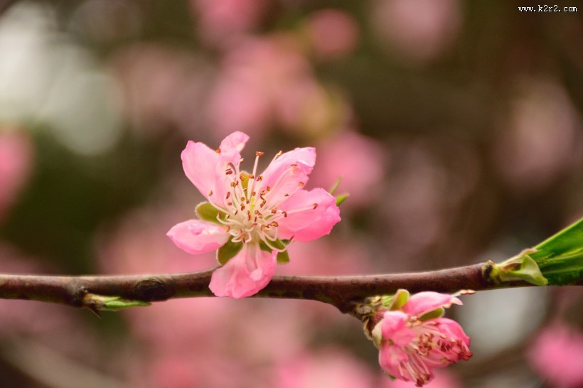 粉色的桃花图片