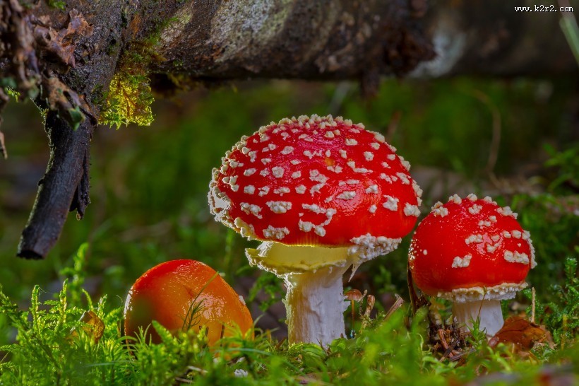 红色毒蝇伞毒蘑菇图片大全