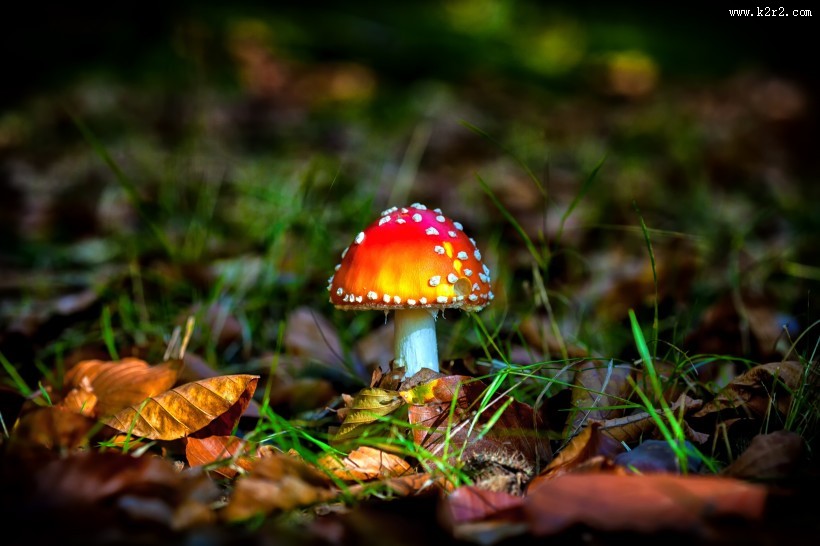 红色毒蝇伞毒蘑菇图片大全