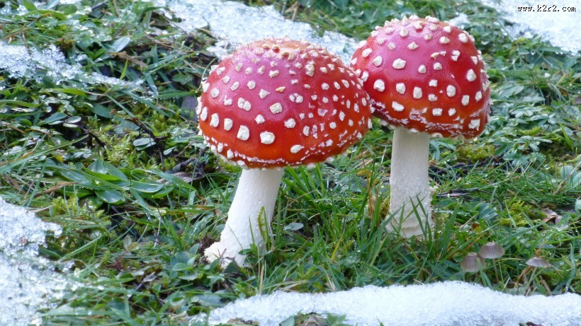 红色毒蝇伞毒蘑菇图片大全