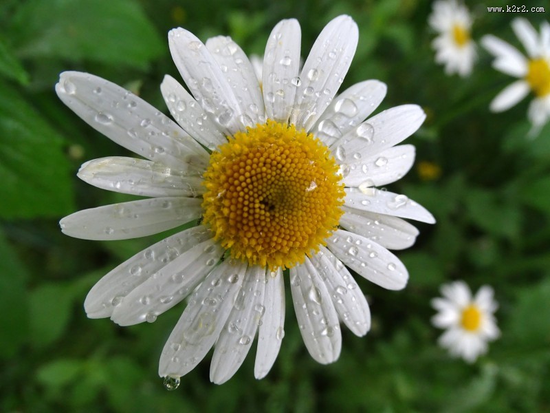 盛开的雏菊图片