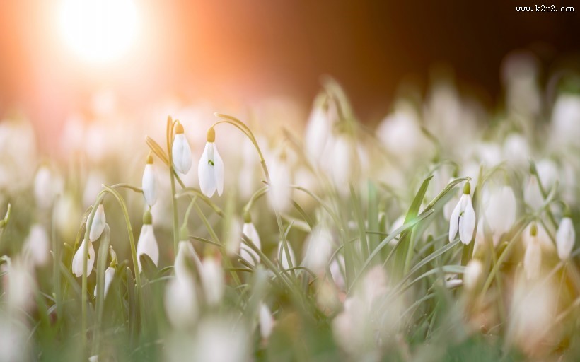 洁白的雪滴花图片