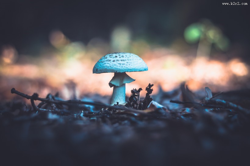 森林里的野蘑菇图片