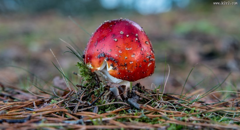 森林里的野蘑菇图片