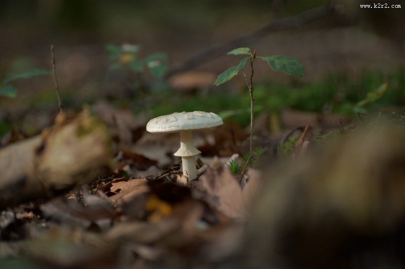 森林里的野蘑菇图片