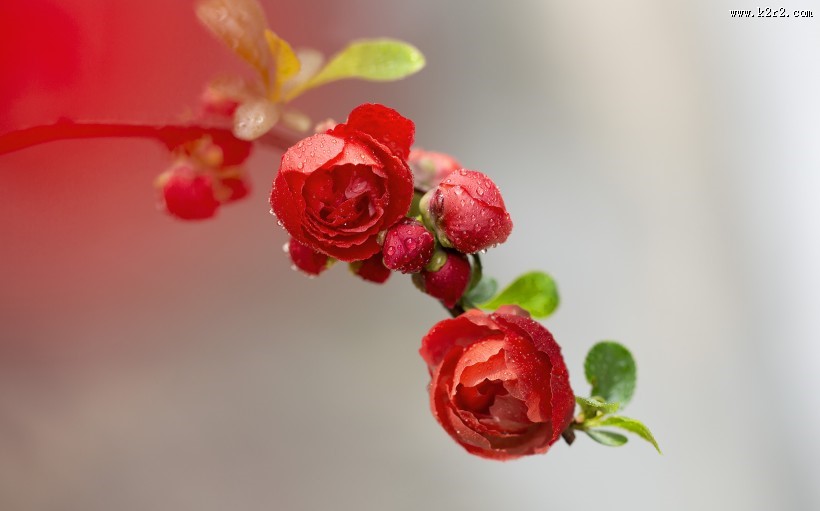 娇艳盛开的贴梗海棠花图片