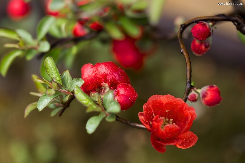娇艳盛开的贴梗海棠花图片