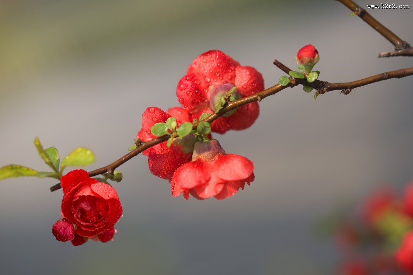 娇艳盛开的贴梗海棠花图片