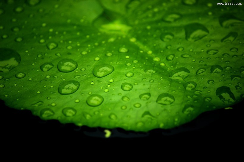 翠绿薄荷叶图片