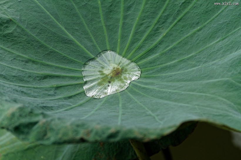 翠绿薄荷叶图片