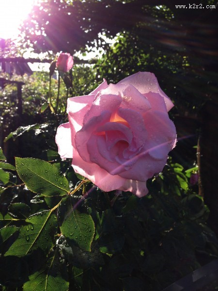 娇艳的粉色玫瑰花图片