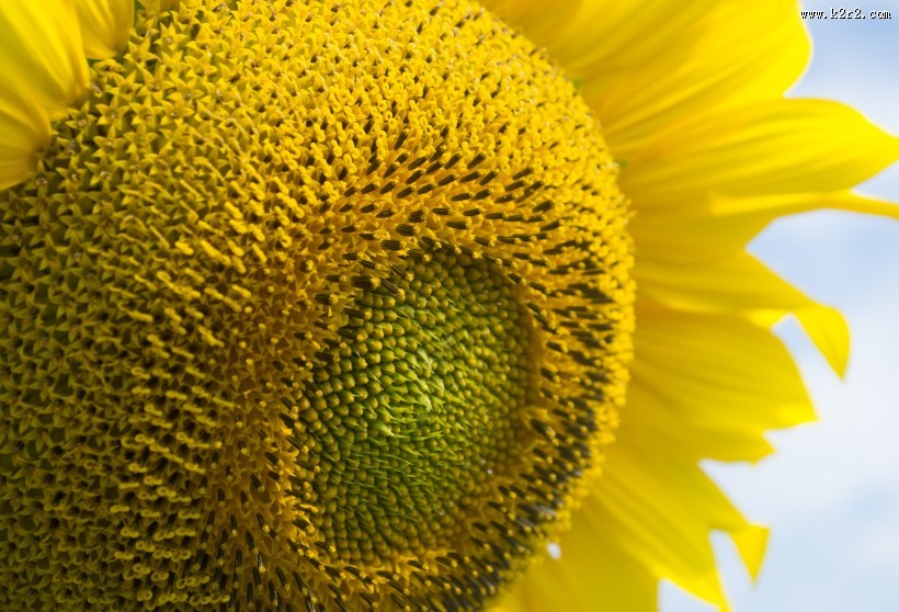 金黄色向日葵的图片