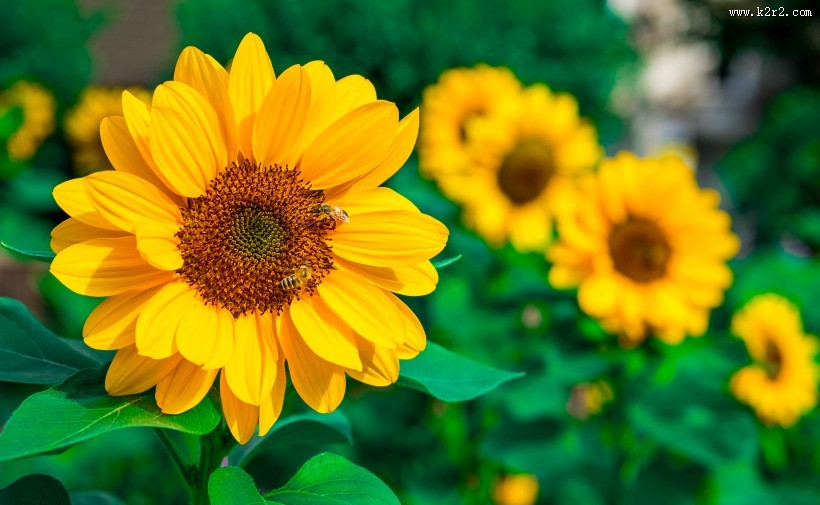 金黄色向日葵的图片