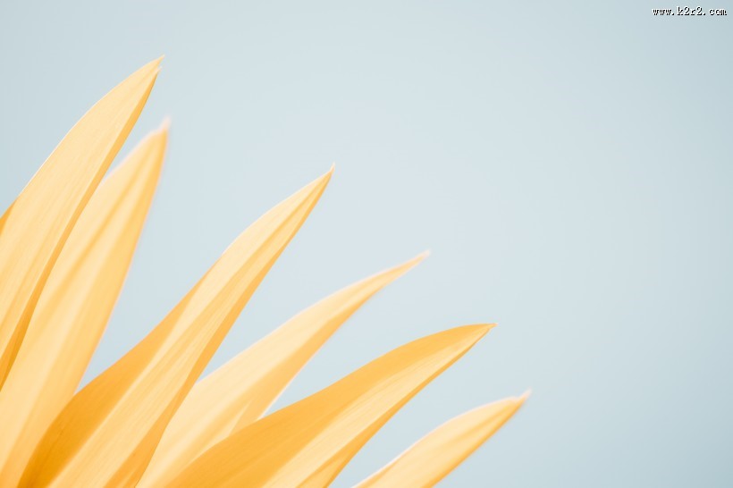 金黄色向日葵的图片