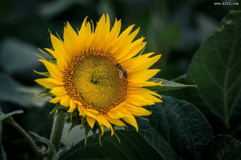 金黄色向日葵的图片