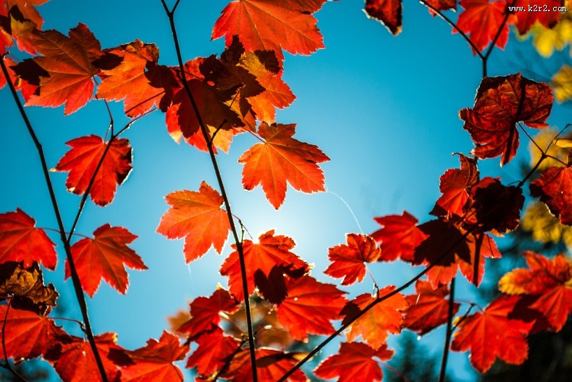 火红枫叶的图片