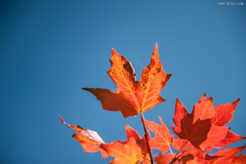 火红枫叶的图片