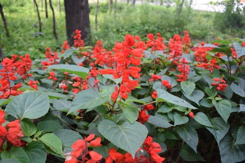 盛开的一串红图片