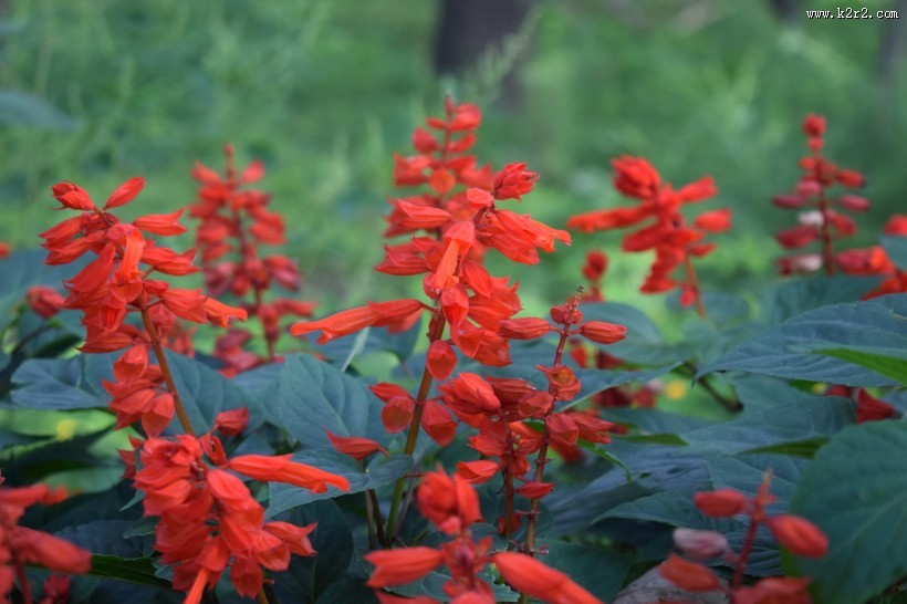 盛开的一串红图片