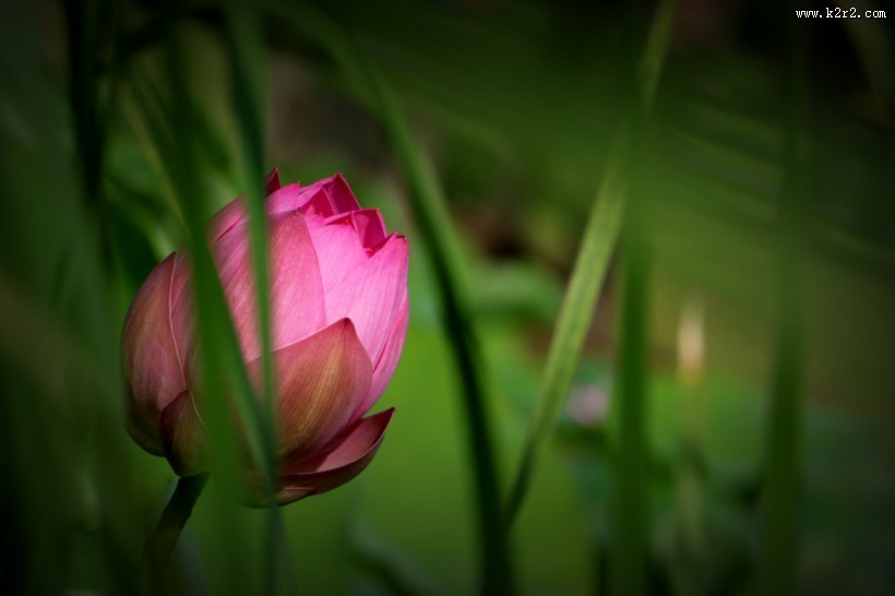 含苞待放的荷花图片