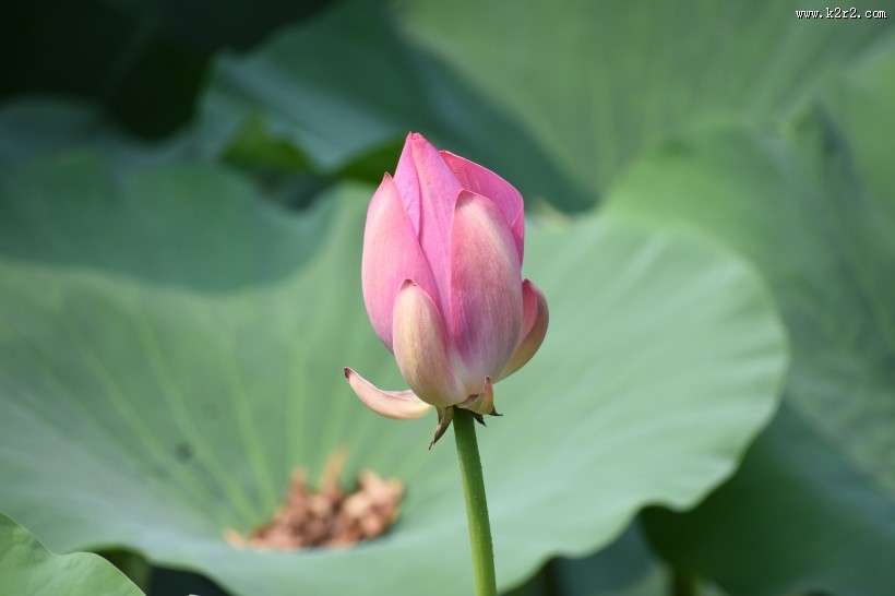 含苞待放的荷花图片