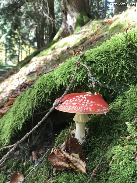 颜色鲜艳的毒蘑菇图片