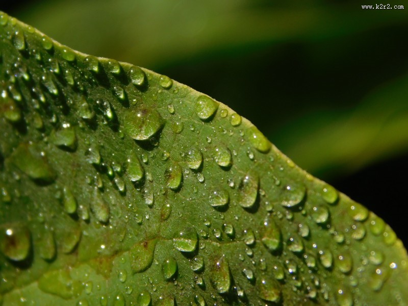 叶子上的水珠图片