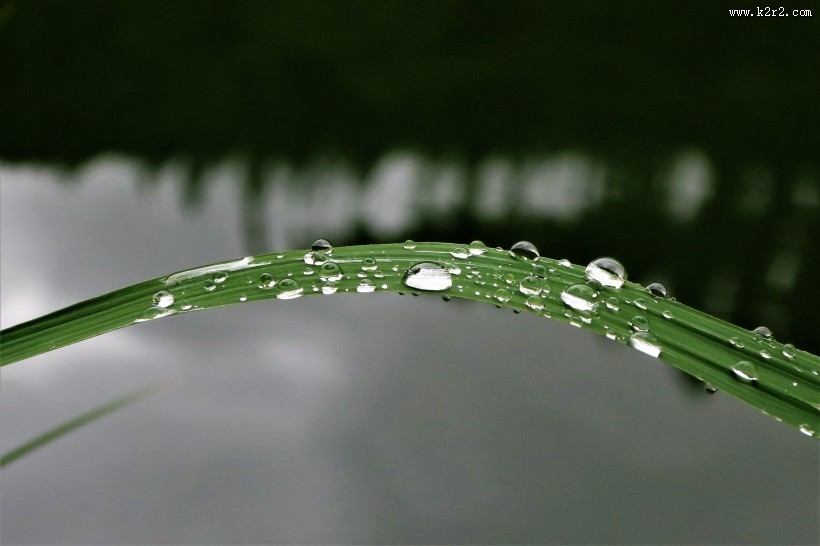 叶子上的水珠图片