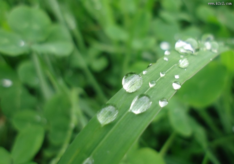 叶子上的水珠图片