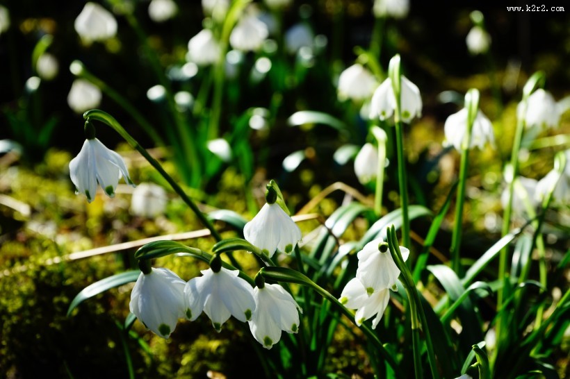 洁白的夏雪片莲图片